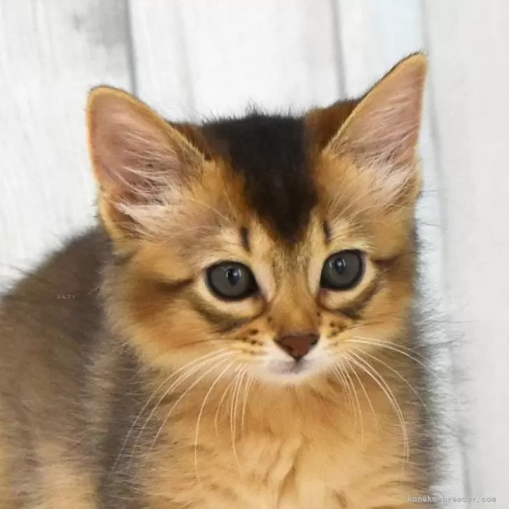 ID:2409-00855の子猫