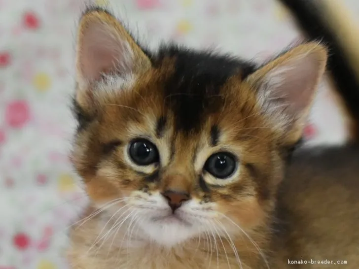 カイト 様のお迎えした子猫