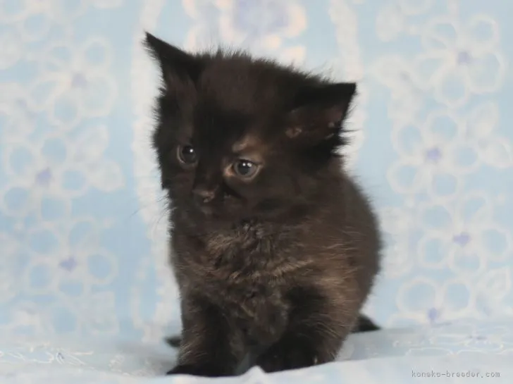 ID：2104-02410の子猫