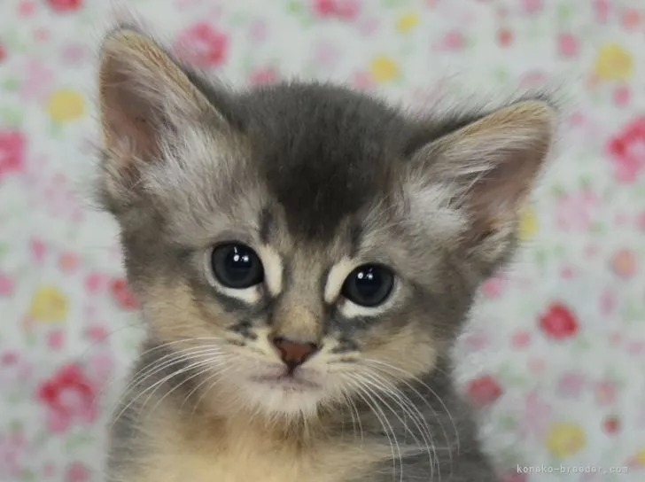 A.小野ぱぱ 様のお迎えした子猫