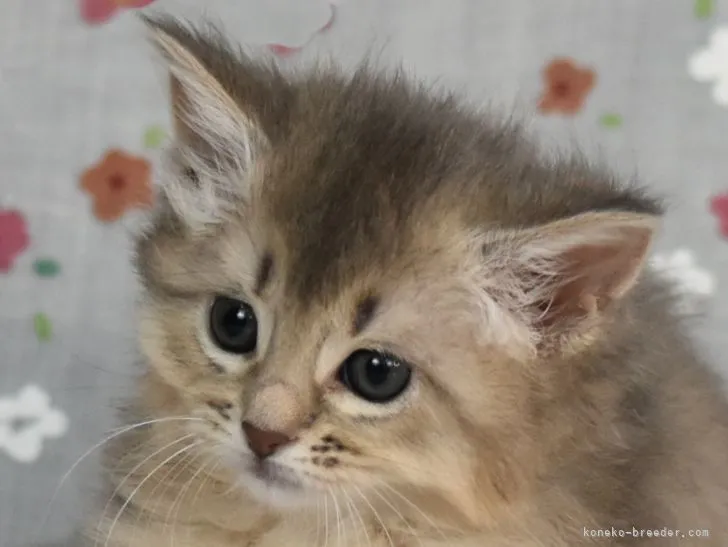 ID:2201-00237の子猫