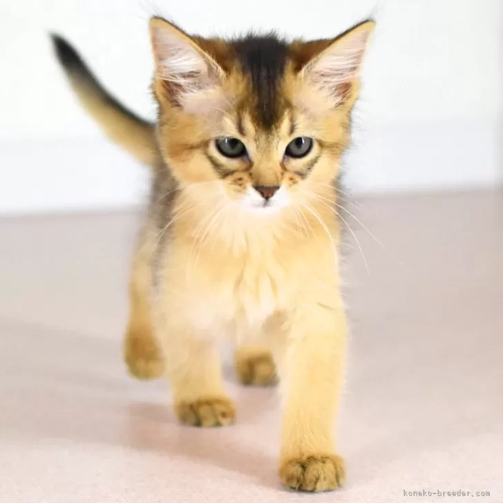 ID:2408-01065の子猫