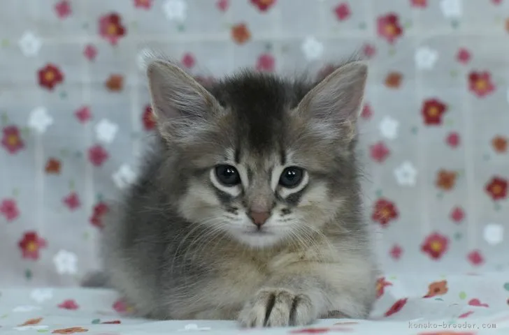 ID：1804-00538の子猫