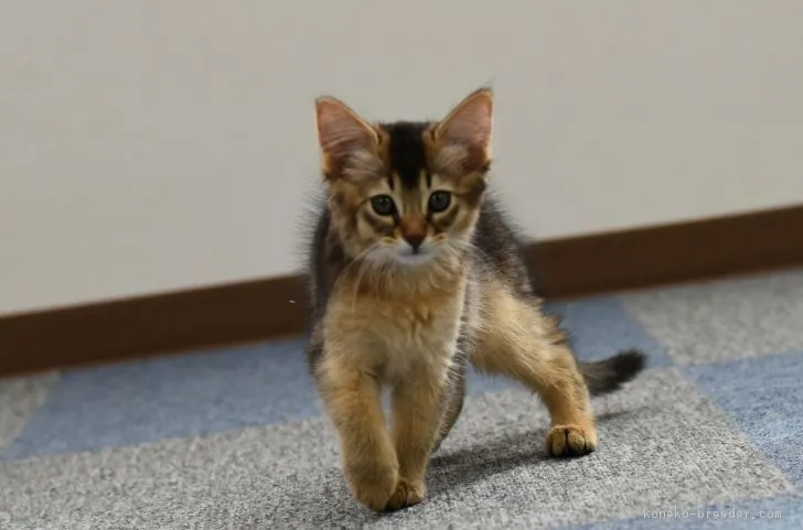 エイト 様のお迎えした子猫