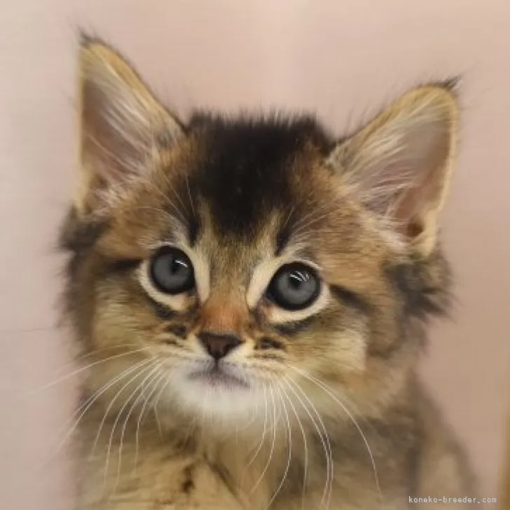 ID:2304-00739の子猫