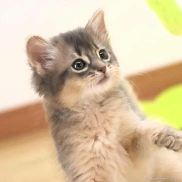 ID：2206-01334の子猫