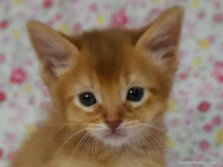 ID:2003-01594の子猫