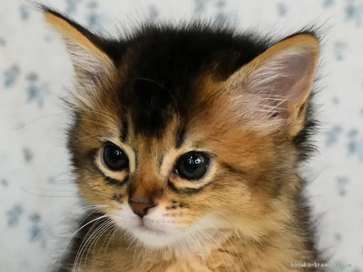 ID:2009-00466の子猫