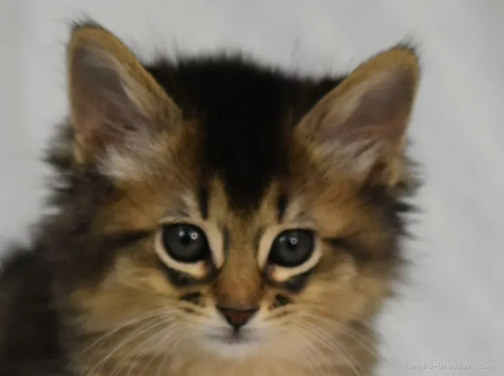 ID:2201-00800の子猫