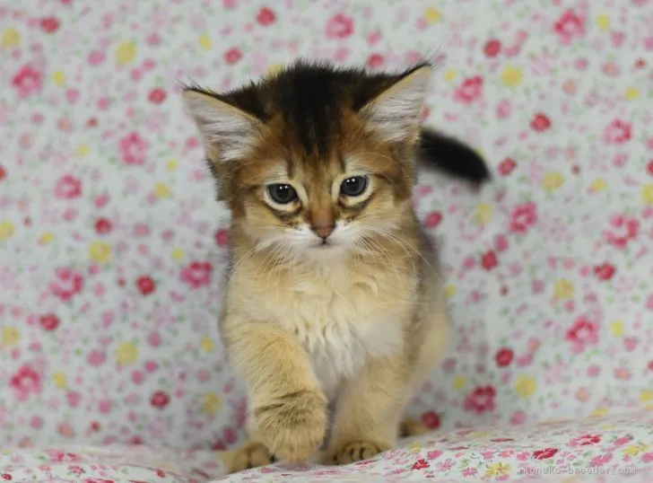 ID:2107-01415の子猫