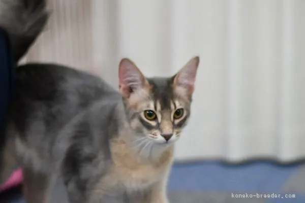 ID：1804-00534の子猫