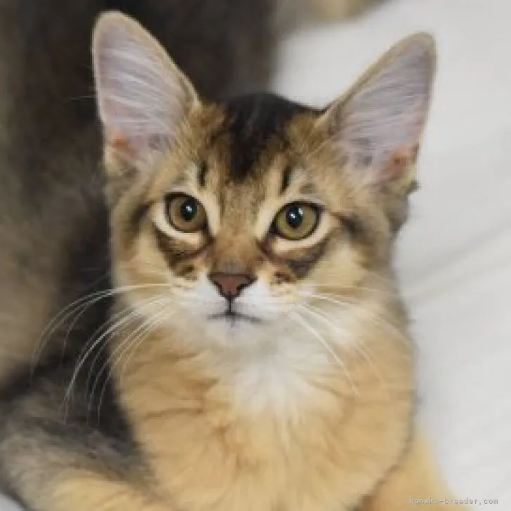 ID：2308-02868の子猫