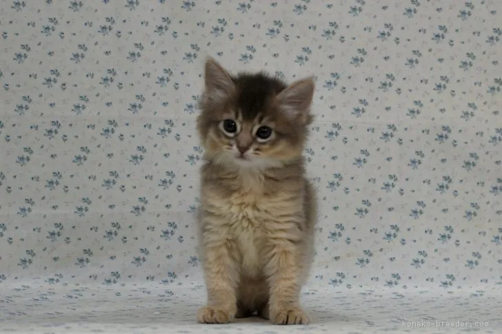 ID：1802-00684の子猫