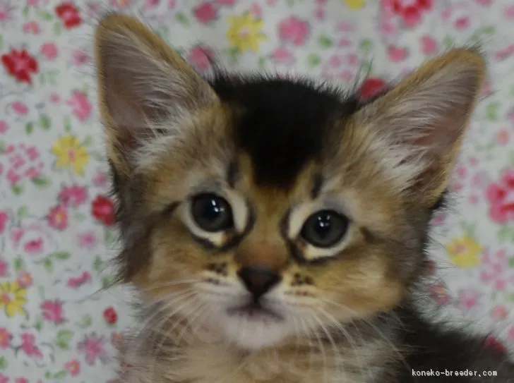 ID:2003-01777の子猫