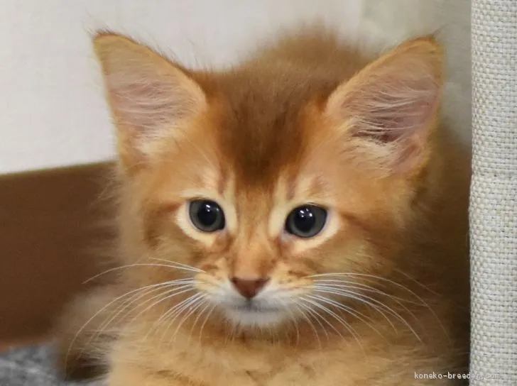 ID:1910-01380の子猫
