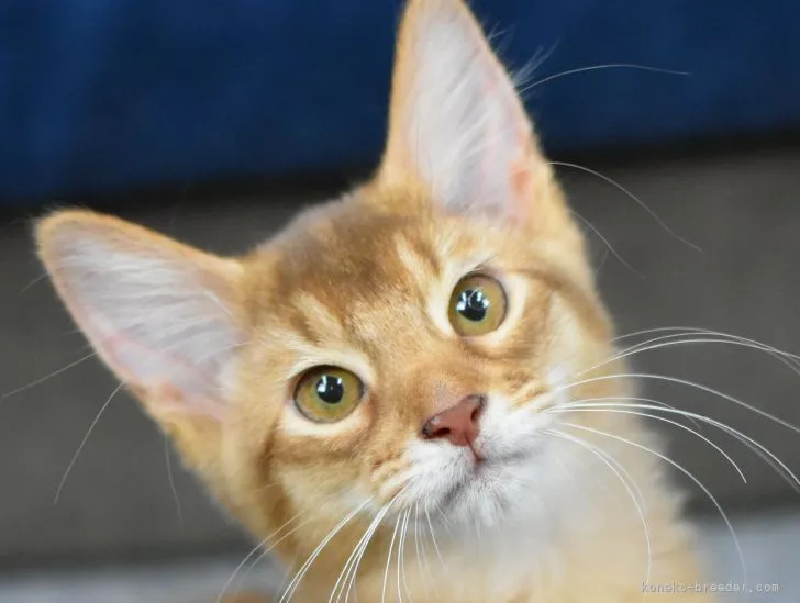 タラちゃん 様のお迎えした子猫