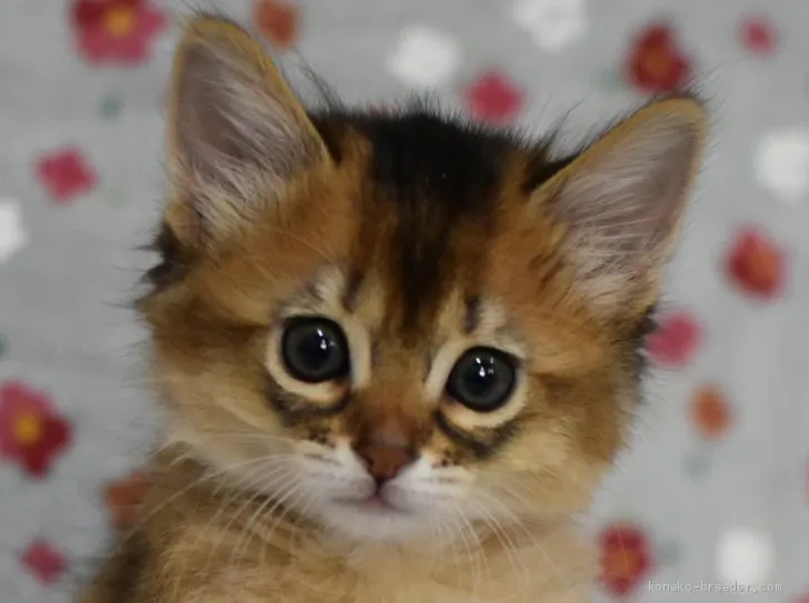 mamiko 様のお迎えした子猫