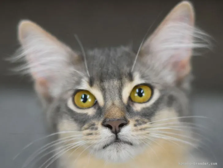 ID:2112-01689の子猫