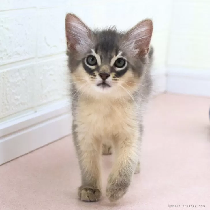 ID：2408-01062の子猫