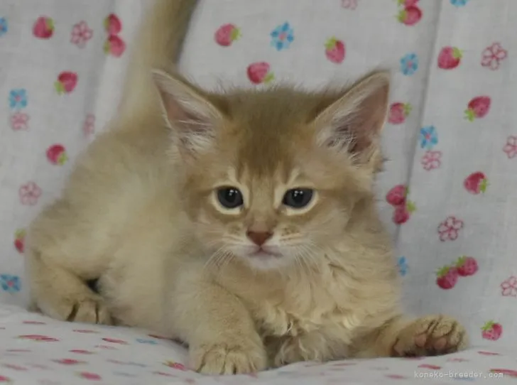 ID：2111-01949の子猫