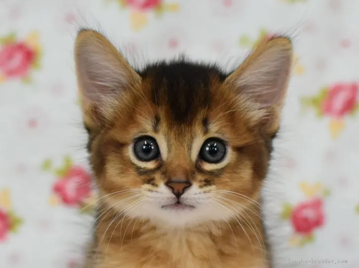 K&J 様のお迎えした子猫