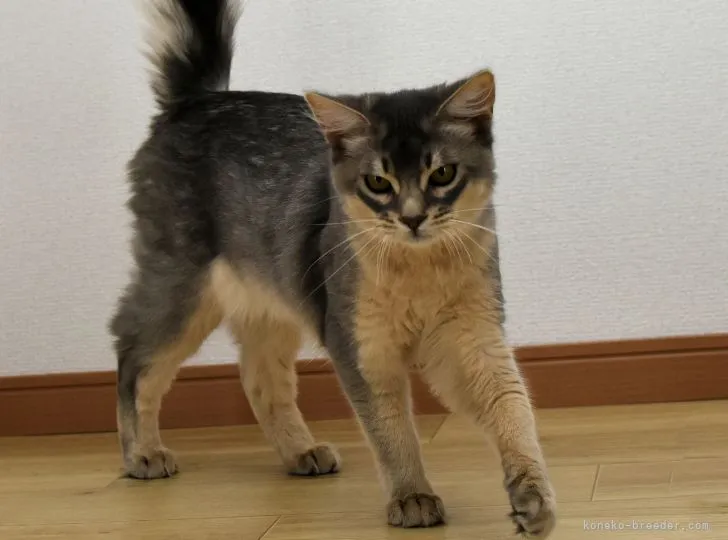 ID:2205-01215の子猫