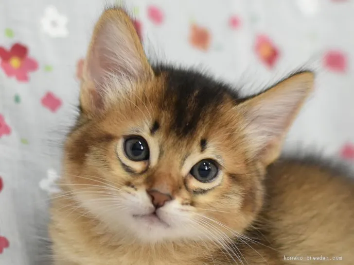 ID：2004-00083の子猫