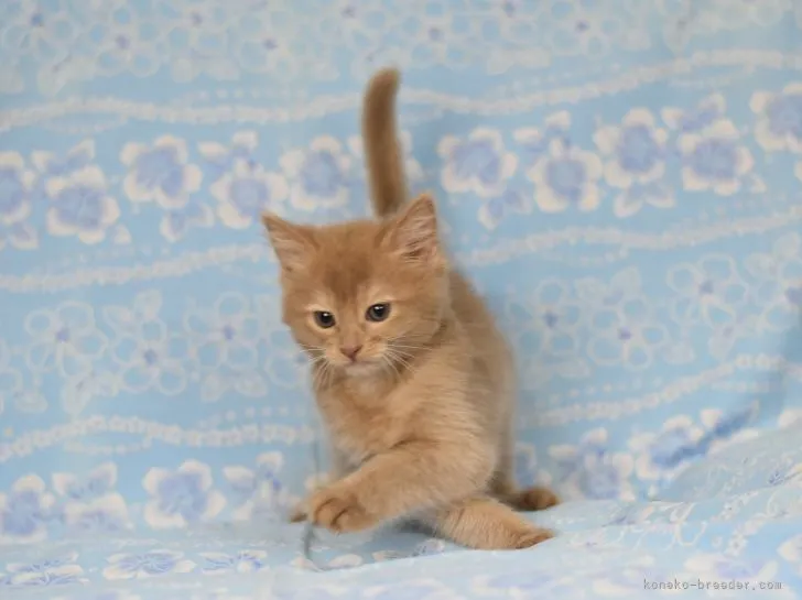 ID:2104-02411の子猫