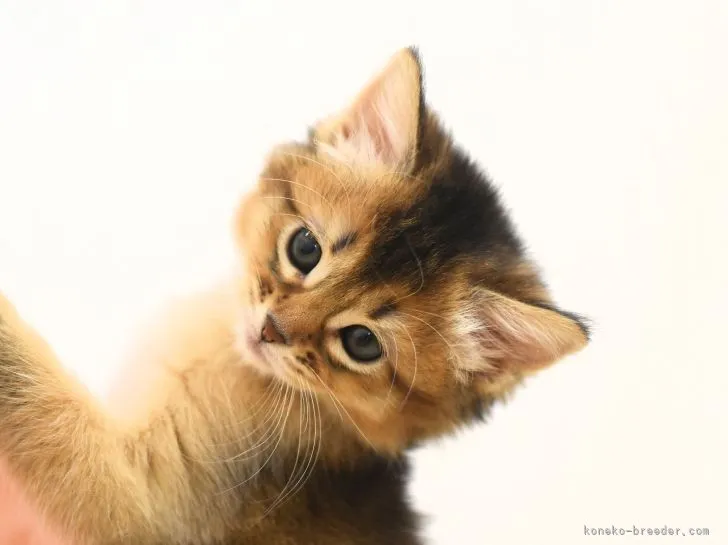 ID：2205-02364の子猫