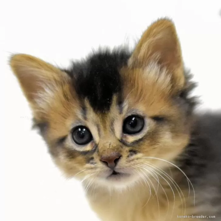 ID：2402-00768の子猫