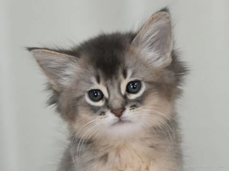 ID:1901-00870の子猫