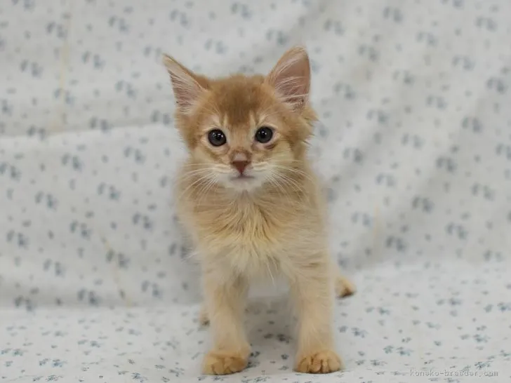 ID:1811-00968の子猫