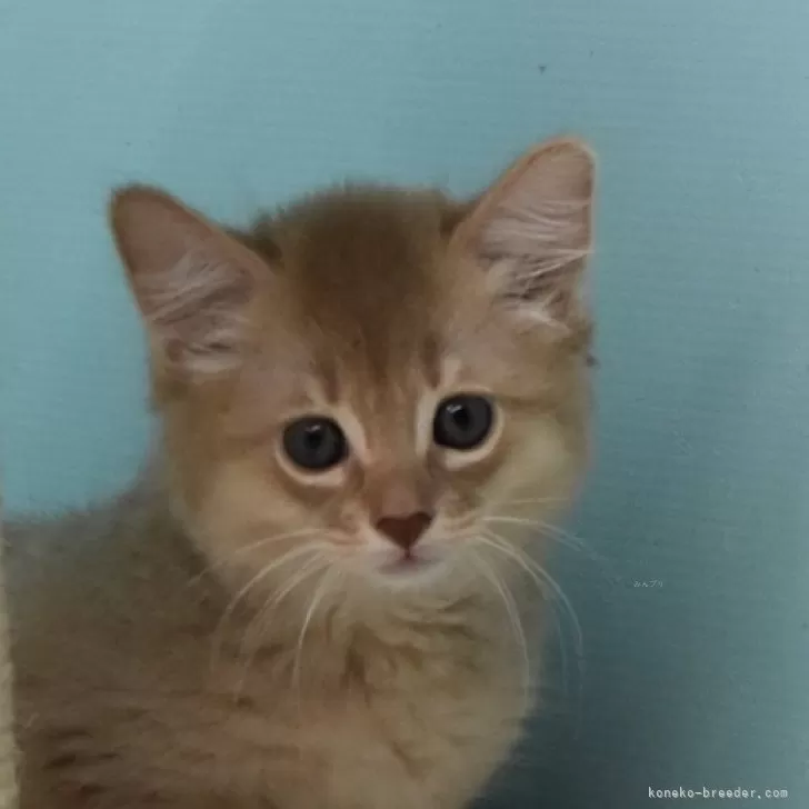 ID：2406-03459の子猫
