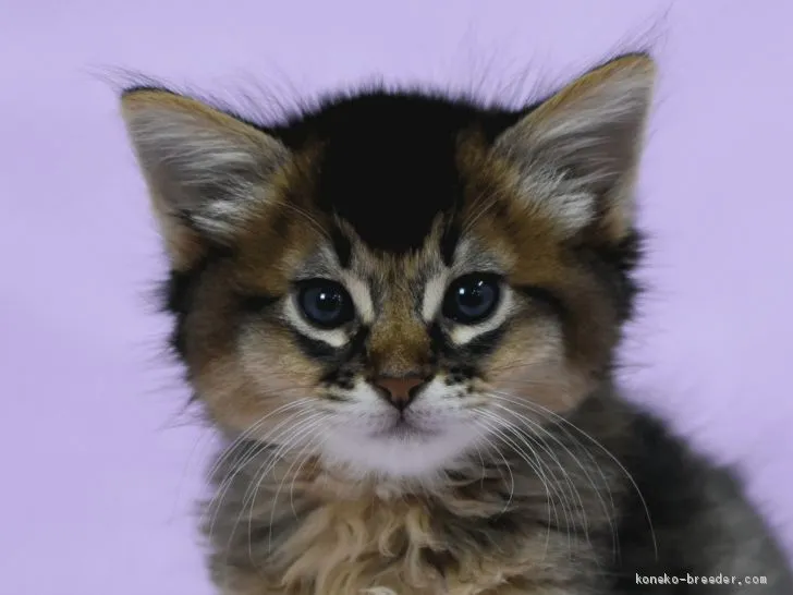 ID：1911-00002の子猫
