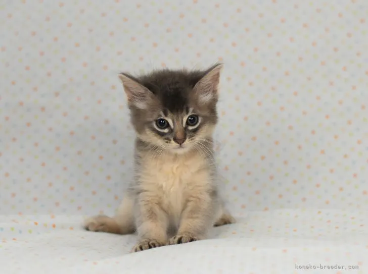 ID：2106-00917の子猫