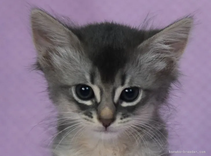 ID：2106-02744の子猫