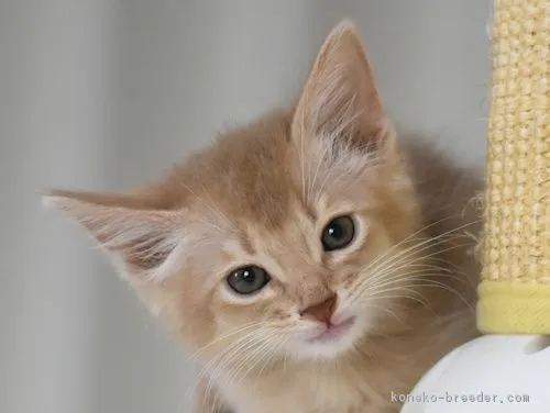 ID：1812-01068の子猫