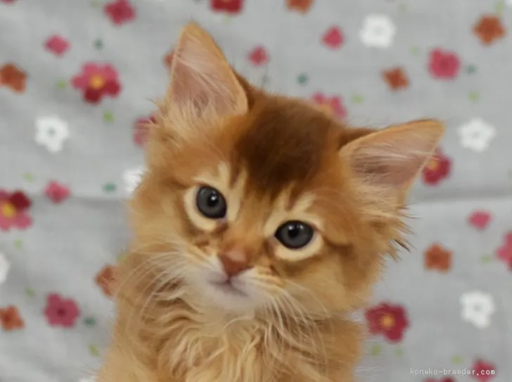 ID：1908-00334の子猫