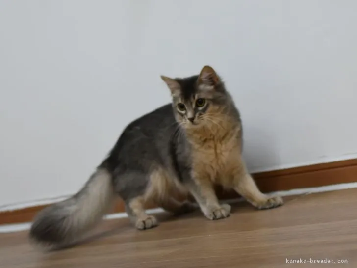 ID：2201-02082の子猫