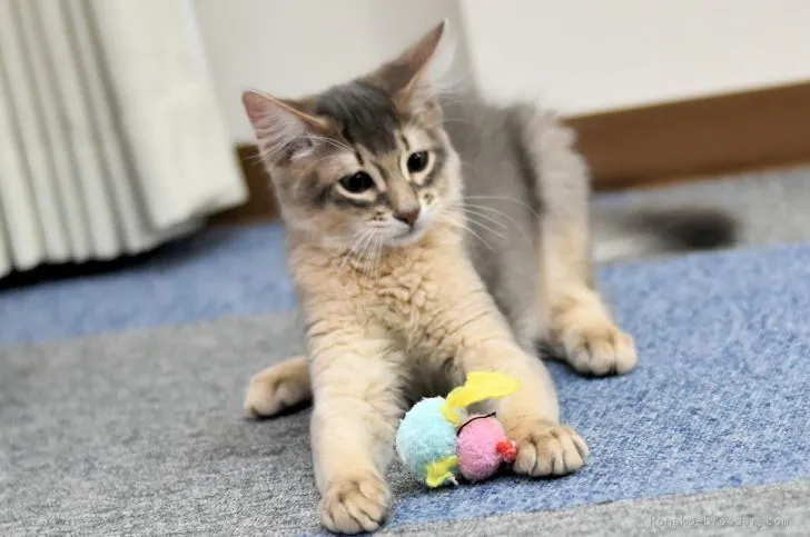ID:1801-00091の子猫