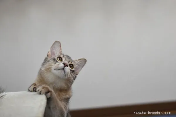 ID:1801-00378の子猫
