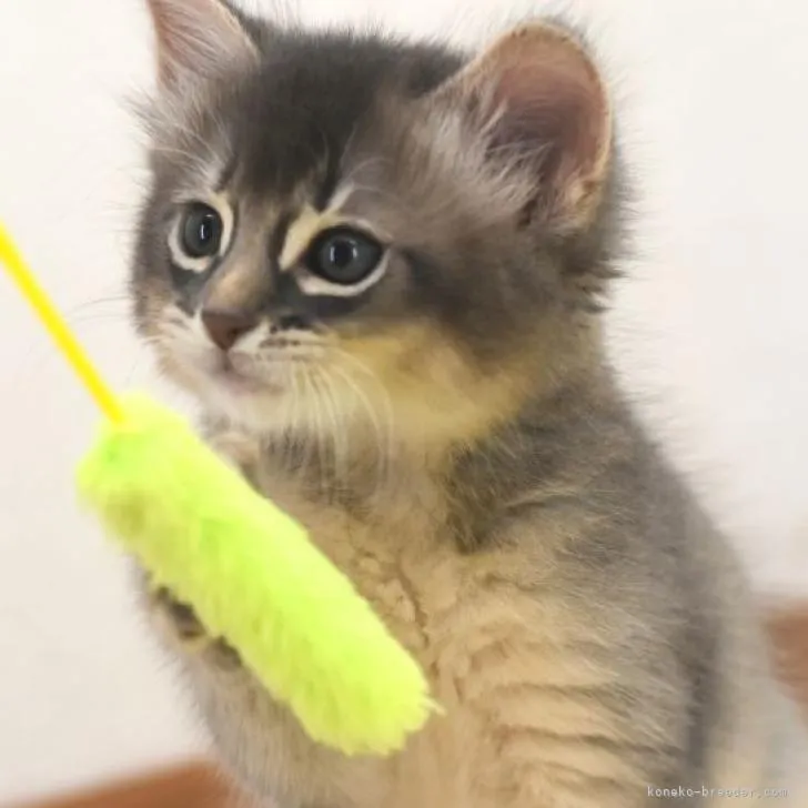 ID：2206-01333の子猫