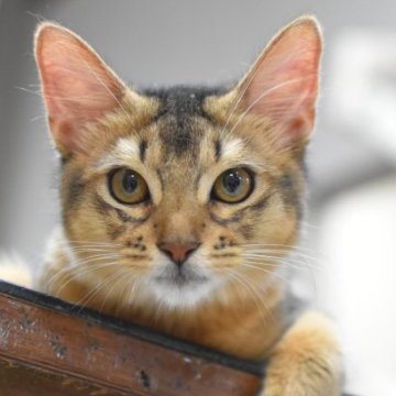 ソマリ【大阪府・女の子・2023年2月19日・ルディ（ロング）】の写真「人と遊ぶのが大好きな子です。」