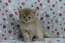 ソマリ【大阪府・男の子・2018年3月14日・】の写真3「５月１日撮影」