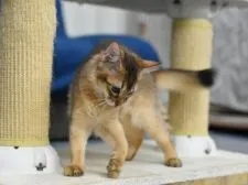 ソマリ【大阪府・女の子・2021年7月6日・ルディ】の写真3「１１月1日撮影」