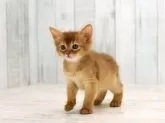 ソマリ【大阪府・女の子・2024年9月6日・】の写真3