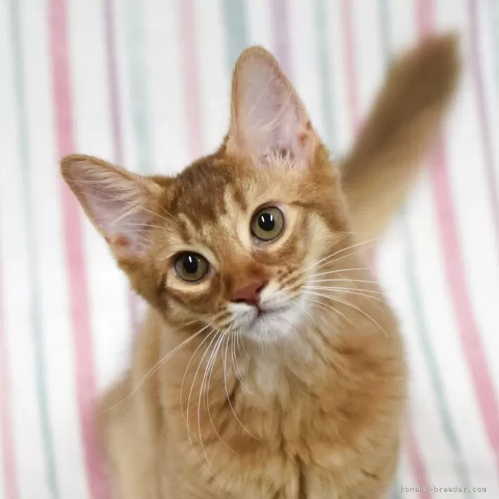 ID:2505-03004の子猫