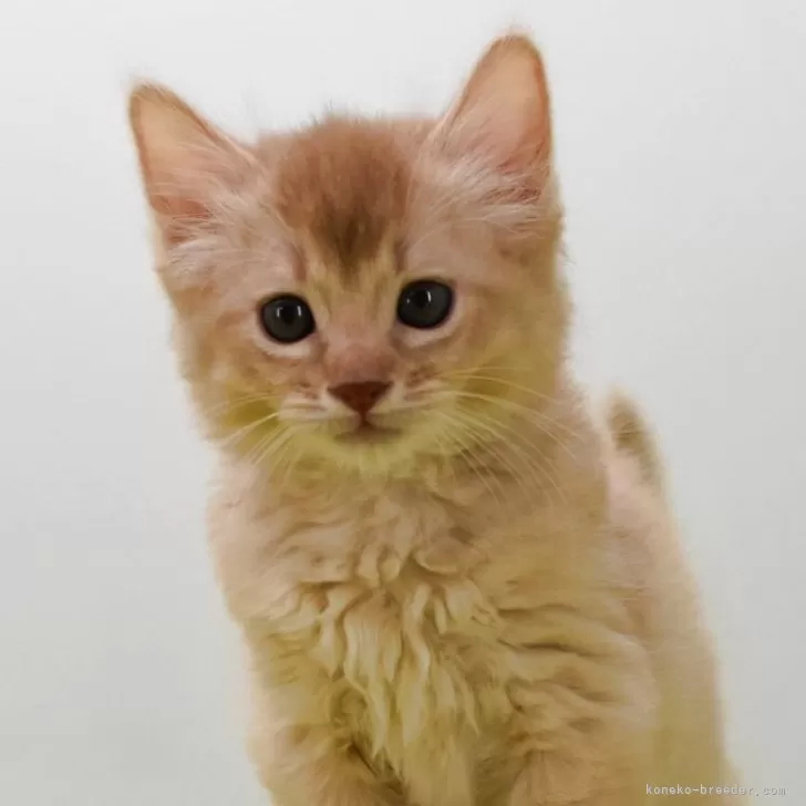 ソマリ【大阪府・男の子・2026年1月13日・フォーン】の写真1