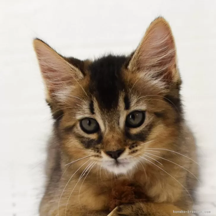 ID：2509-02562の子猫