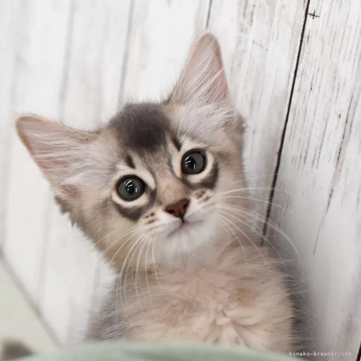 ソマリ【大阪府・男の子・2025年7月28日・ブルー】の写真1